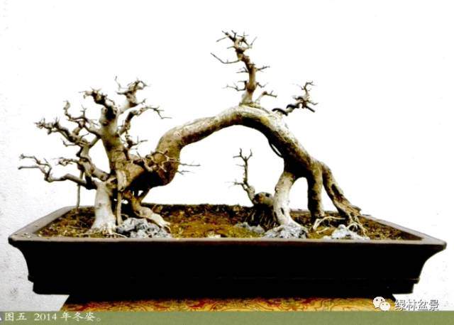 对节白蜡过桥盆景的造型过程【图解】