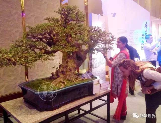 广州还首次展出了代表岭南文化的盆景艺术精品