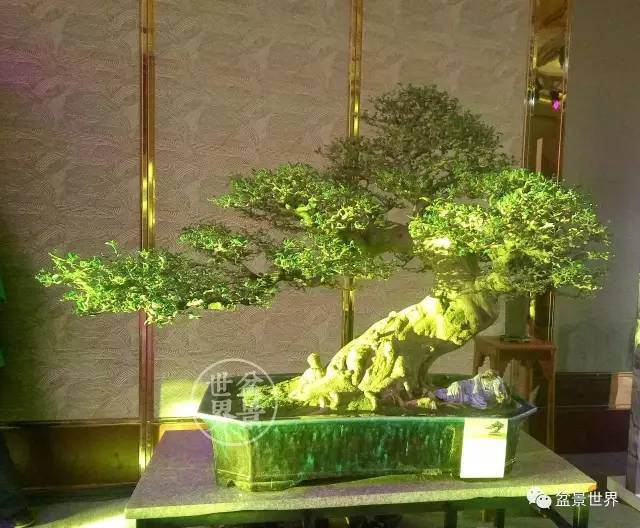 广州还首次展出了代表岭南文化的盆景艺术精品