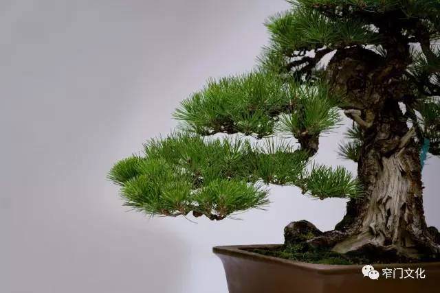 冯朗铨:从古董家具到古董盆景的收藏进阶