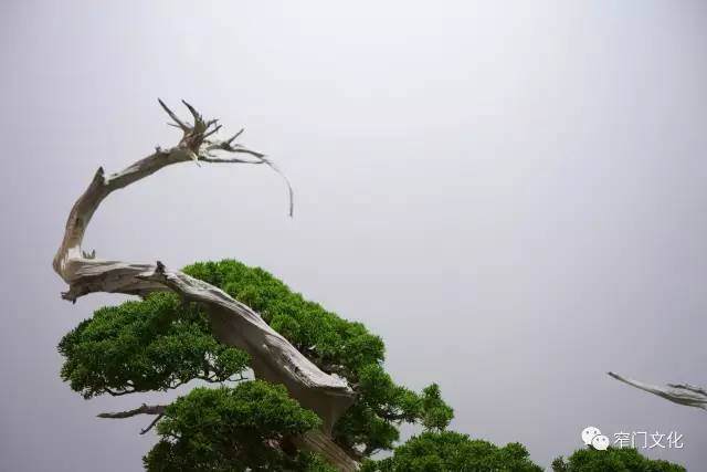 冯朗铨:从古董家具到古董盆景的收藏进阶