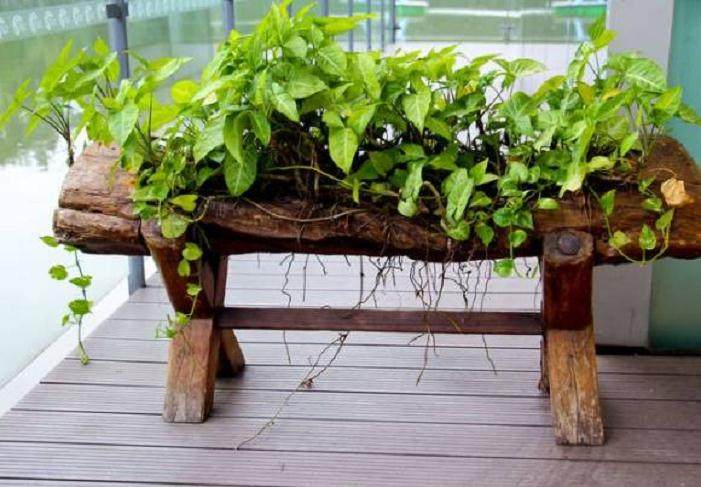 绿萝盆景怎么造型制作的5个方法