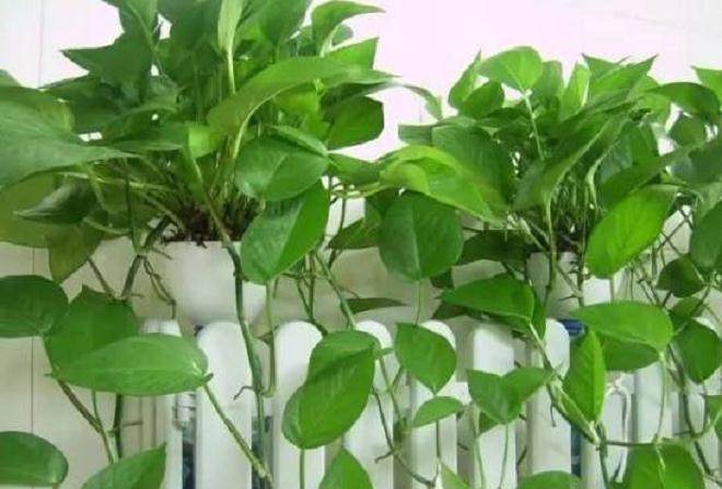 绿萝造型制作!赶紧动手打扮下吧!