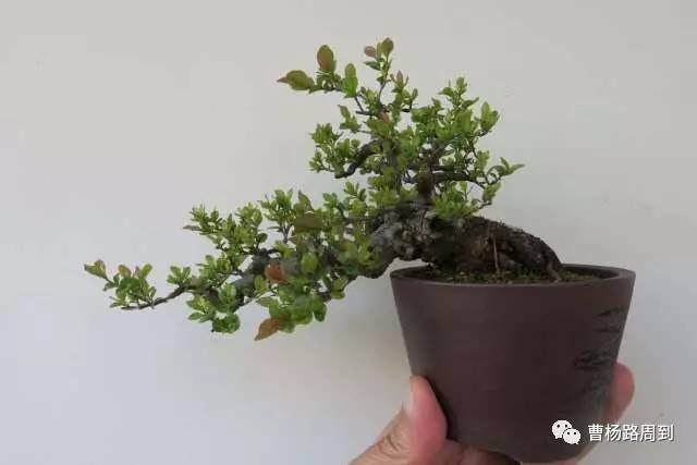 如何给盆景搭建流水管道的方法 图片