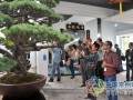 金坛市人民政府主办的第七届世界盆景大会