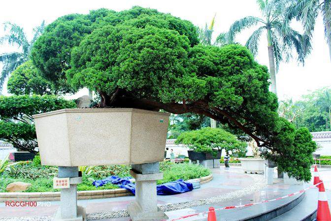 关于容桂盆景的嘉宾访谈