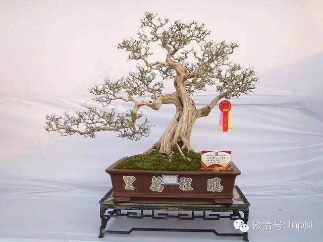 关于容桂盆景的嘉宾访谈