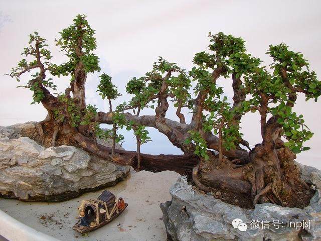 关于容桂盆景的嘉宾访谈