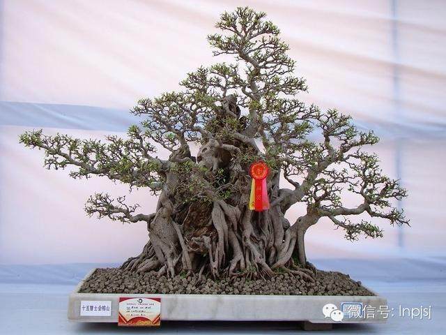 关于容桂盆景的嘉宾访谈