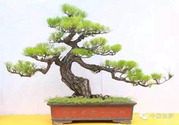 广东粤西盆景考察团前往东莞真趣园参观访问