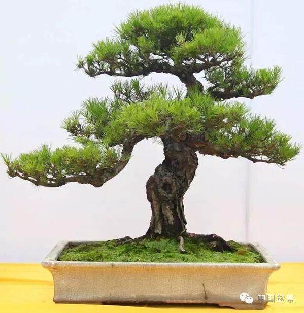 福安市举办庆“五一”盆景展览