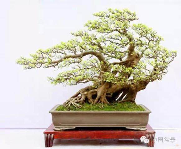 郑州人民公园举办盆景展