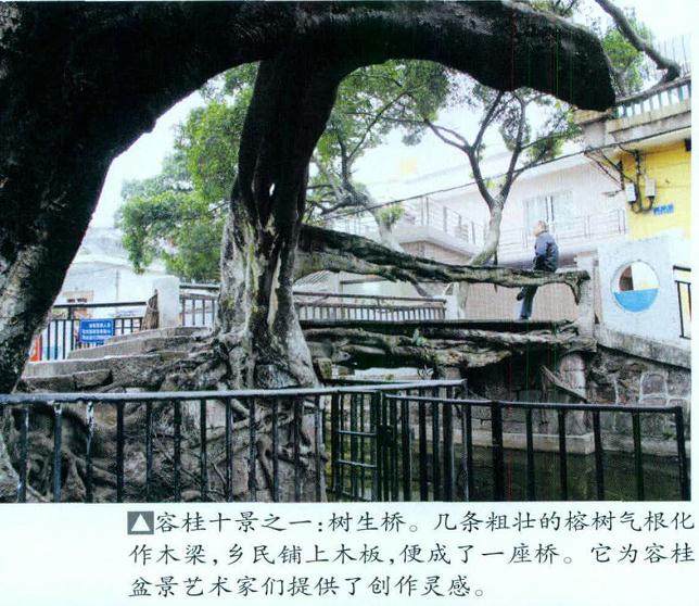 2013 广东举办大型容桂盆景展