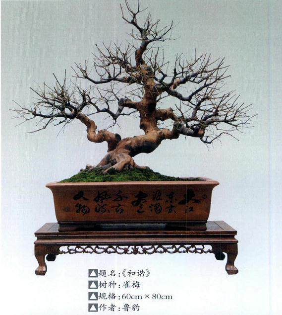 南宁的缘自然盆景艺术苑