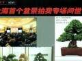 2013年春拍推出了生态艺术盆景专场拍卖