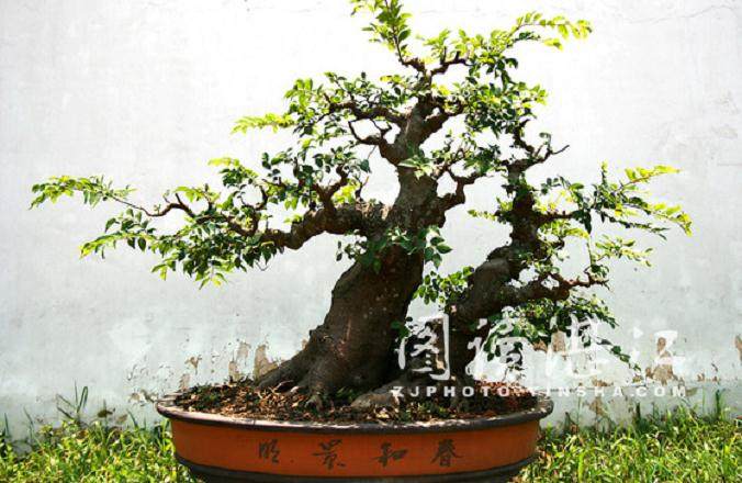 2013年 扬州国际盆景大会