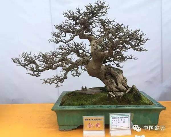 第九届深圳国际趣怡园盆景展