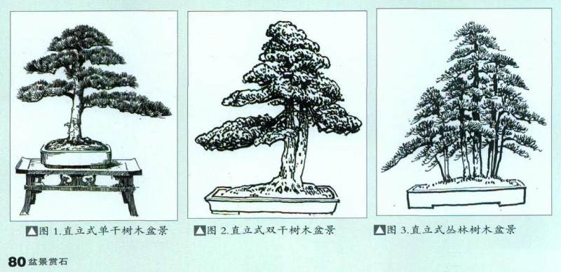 图解树木盆景的制作过程