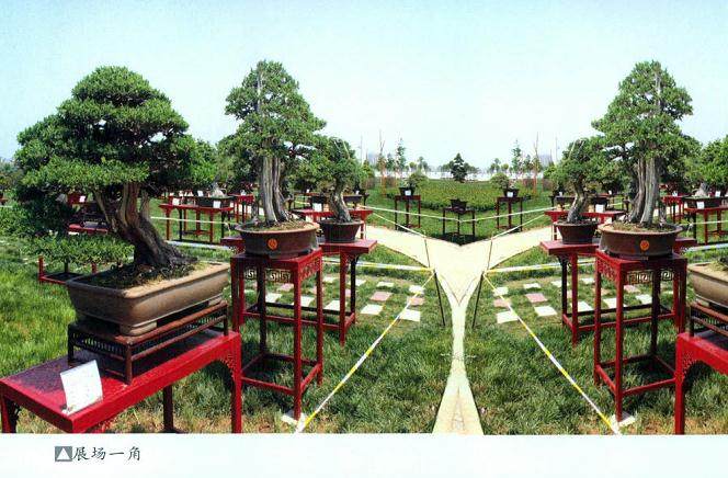 南阳市2013月季盆景节隆重开幕