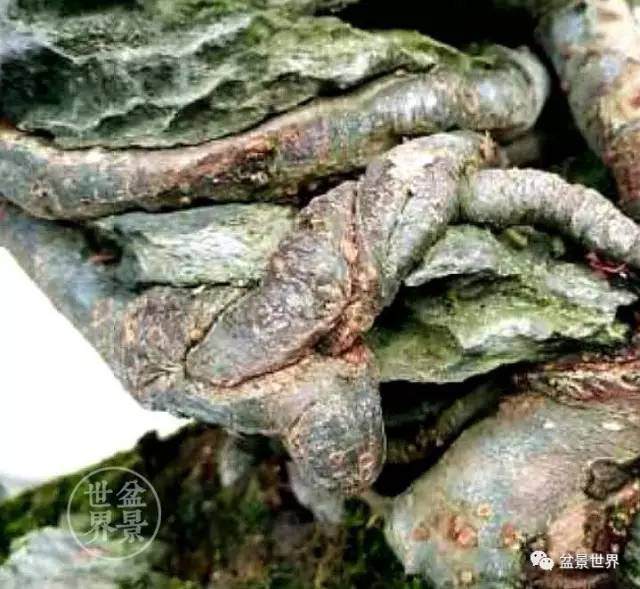 《眺望》随想一一王琼培的树石盆景