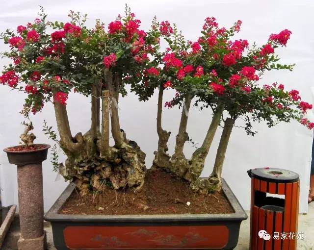 精品盆景欣赏&mdash;&mdash;易家花苑