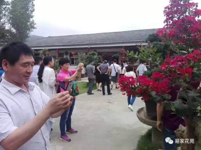 精品盆景欣赏&mdash;&mdash;易家花苑