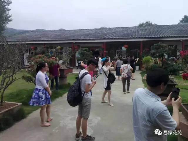 精品盆景欣赏&mdash;&mdash;易家花苑