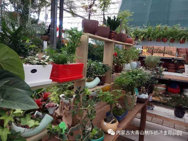 敕勒林海鲜花港盆景欣赏