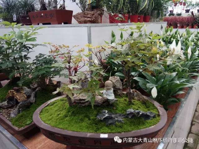 敕勒林海鲜花港盆景欣赏