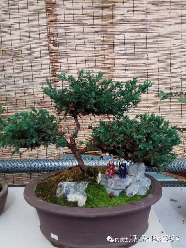 敕勒林海鲜花港盆景欣赏