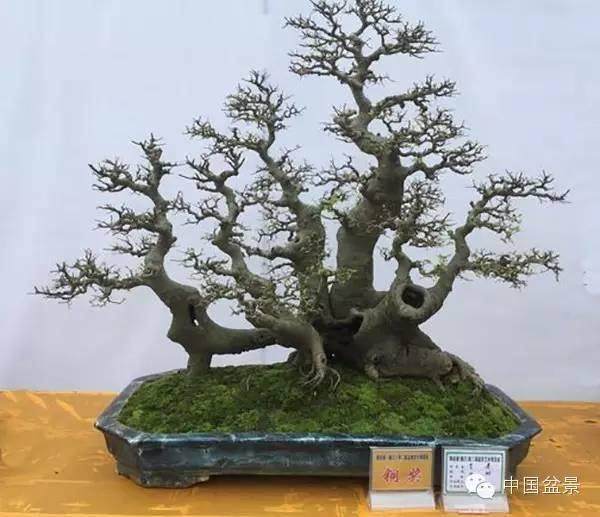 2017年北京阳光少年暑假活动&mdash;&mdash;盆景制作