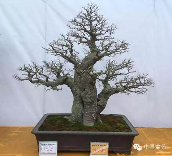 倒车撞了名贵盆景 怎么办? 赔个5万吧!