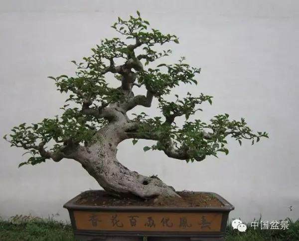 倒车撞了名贵盆景 怎么办? 赔个5万吧!