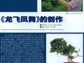 图解 爬地柏盆景《龙飞凤舞》的3个制作过程