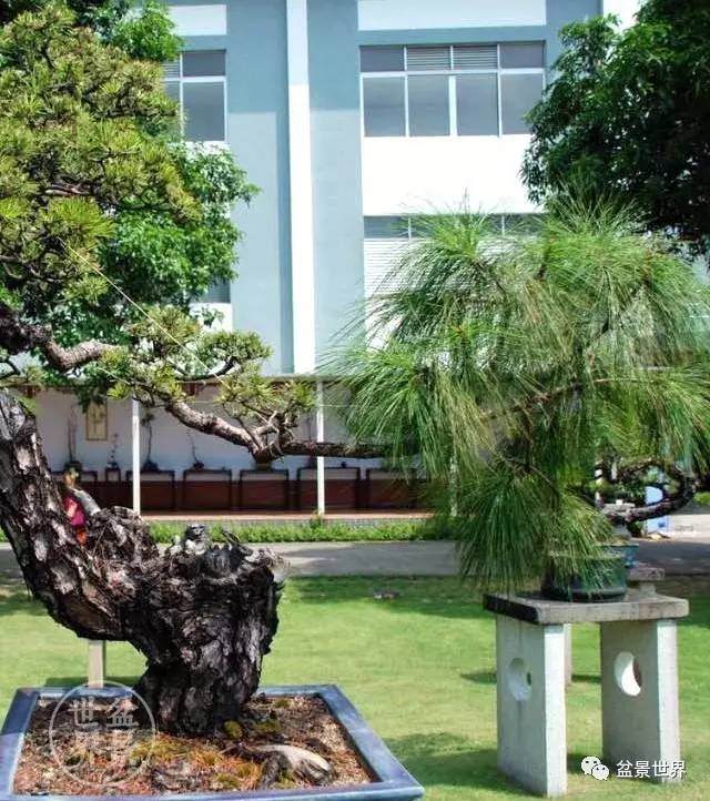 图解 制作盆景怎么应用牺牲枝的方法