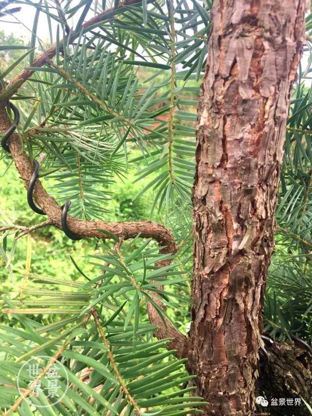 图解 制作盆景怎么应用牺牲枝的方法