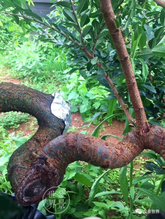 图解 制作盆景怎么应用牺牲枝的方法