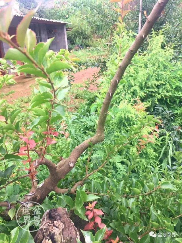 图解 制作盆景怎么应用牺牲枝的方法