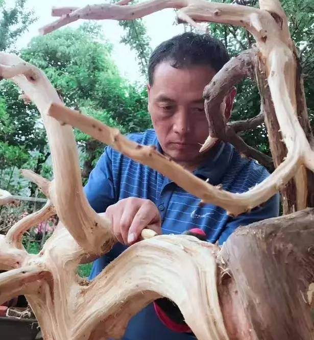 图解 制作盆景怎么应用牺牲枝的方法