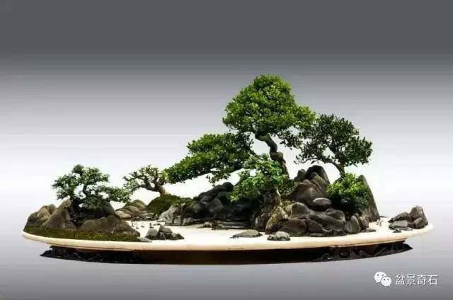 读苏放先生“现代盆景的下一个猜想─超越写实”之感受