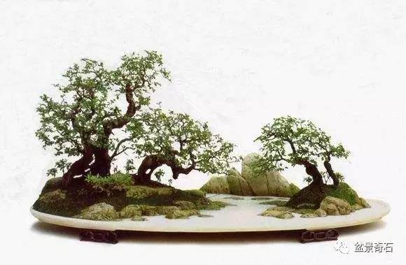 读苏放先生“现代盆景的下一个猜想─超越写实”之感受