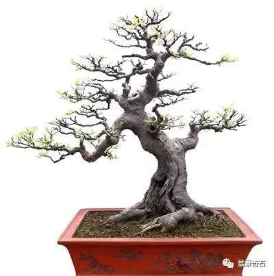 读苏放先生“现代盆景的下一个猜想─超越写实”之感受