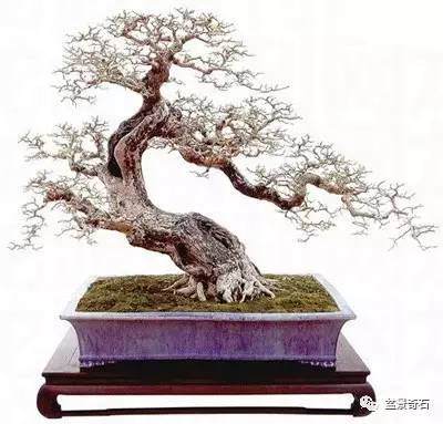 读苏放先生“现代盆景的下一个猜想─超越写实”之感受