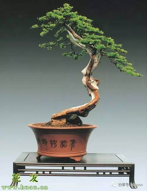 如何让黄荆盆景安全的度过夏天?