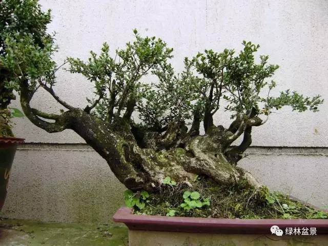 树桩盆景造型不重视这4个问题【图解】