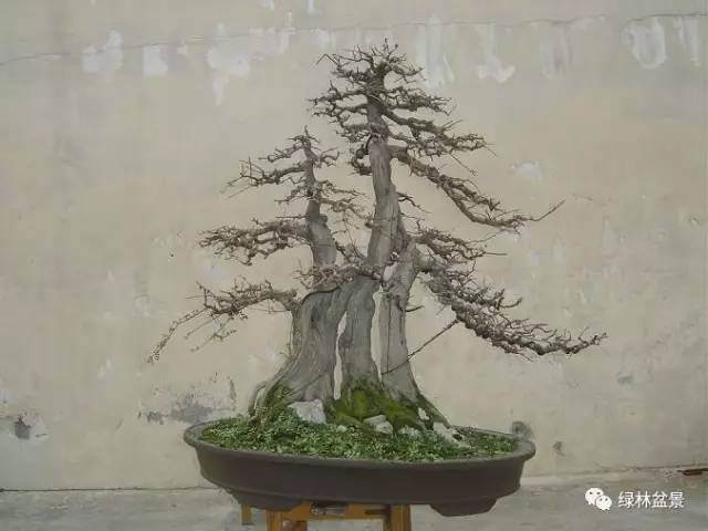 树桩盆景造型不重视这4个问题【图解】