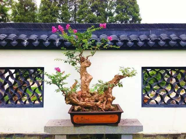 醉白池园藏盆景欣赏&mdash;&mdash;紫薇