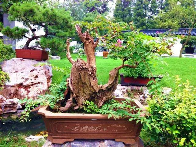 醉白池园藏盆景欣赏&mdash;&mdash;紫薇