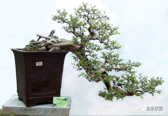 制作微型三角梅盆景,这样栽培管理就对了!