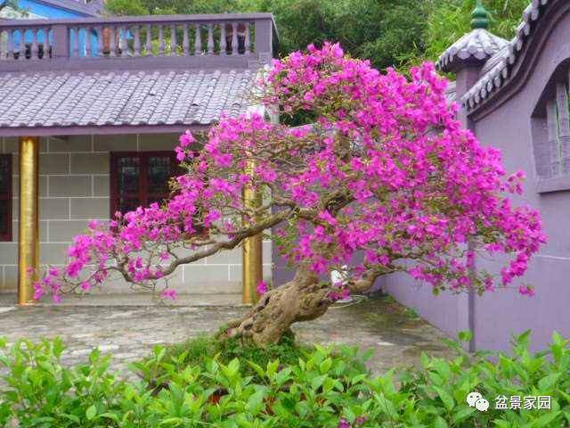 制作微型三角梅盆景,这样栽培管理就对了!